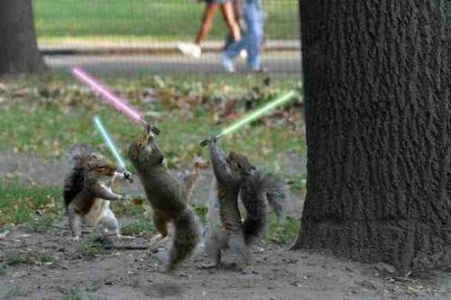 squirrels.jpg